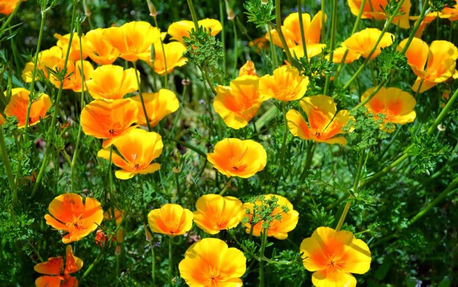 Эшшольция на клумбе