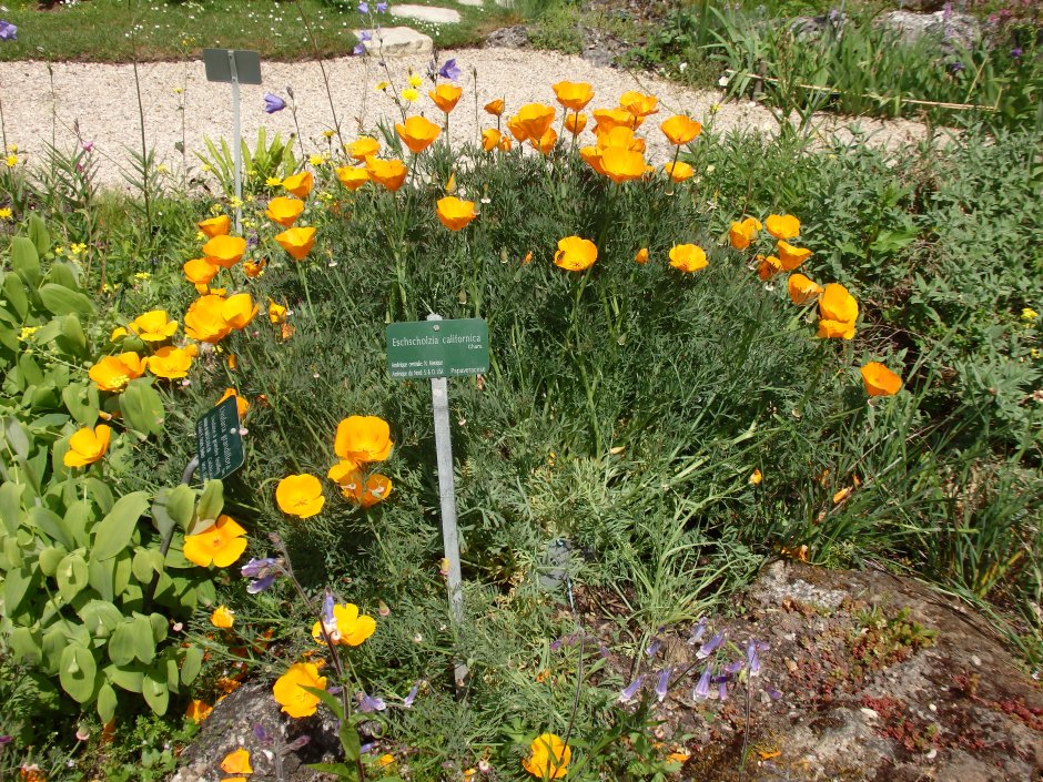 Лаванда в миксбордере