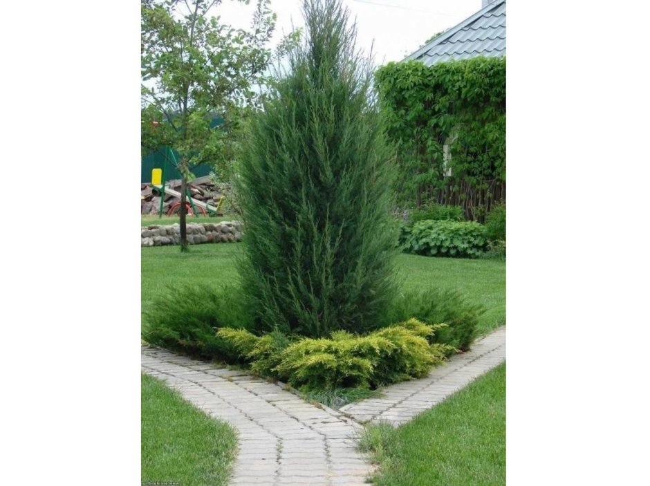 Можжевельник скальный Стрикта