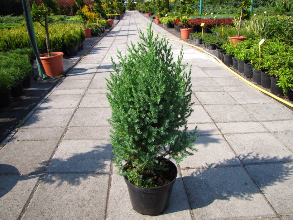 Можжевельник китайский Стрикта стрижка