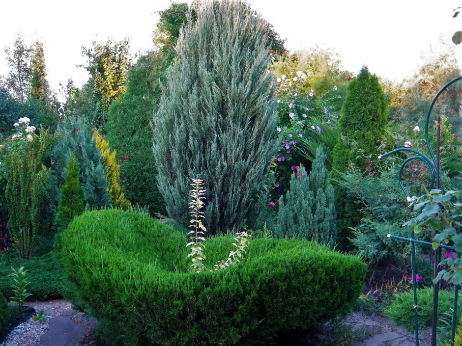 Менджулик можжевельник