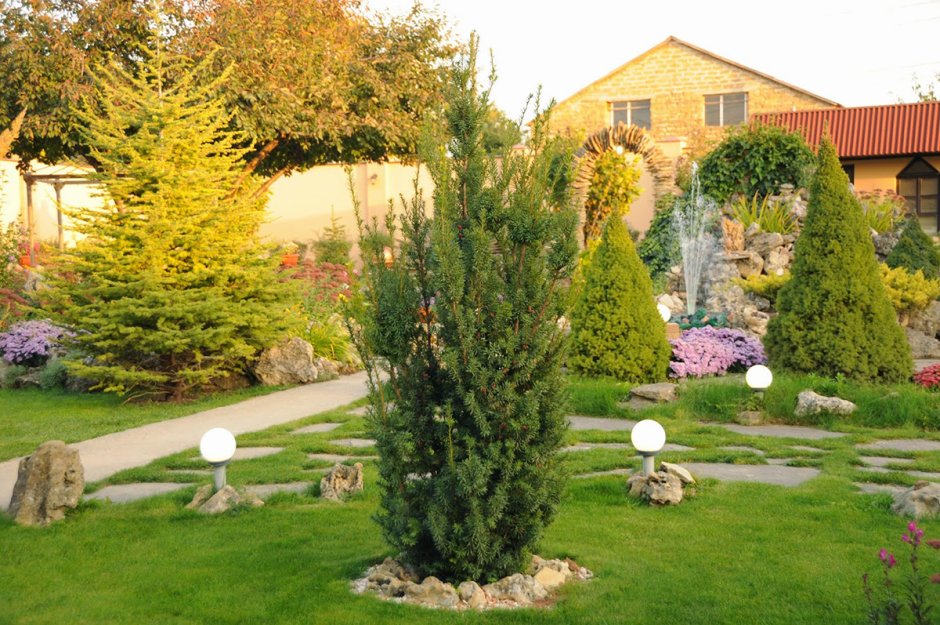 Туя янтарь в миксбордере