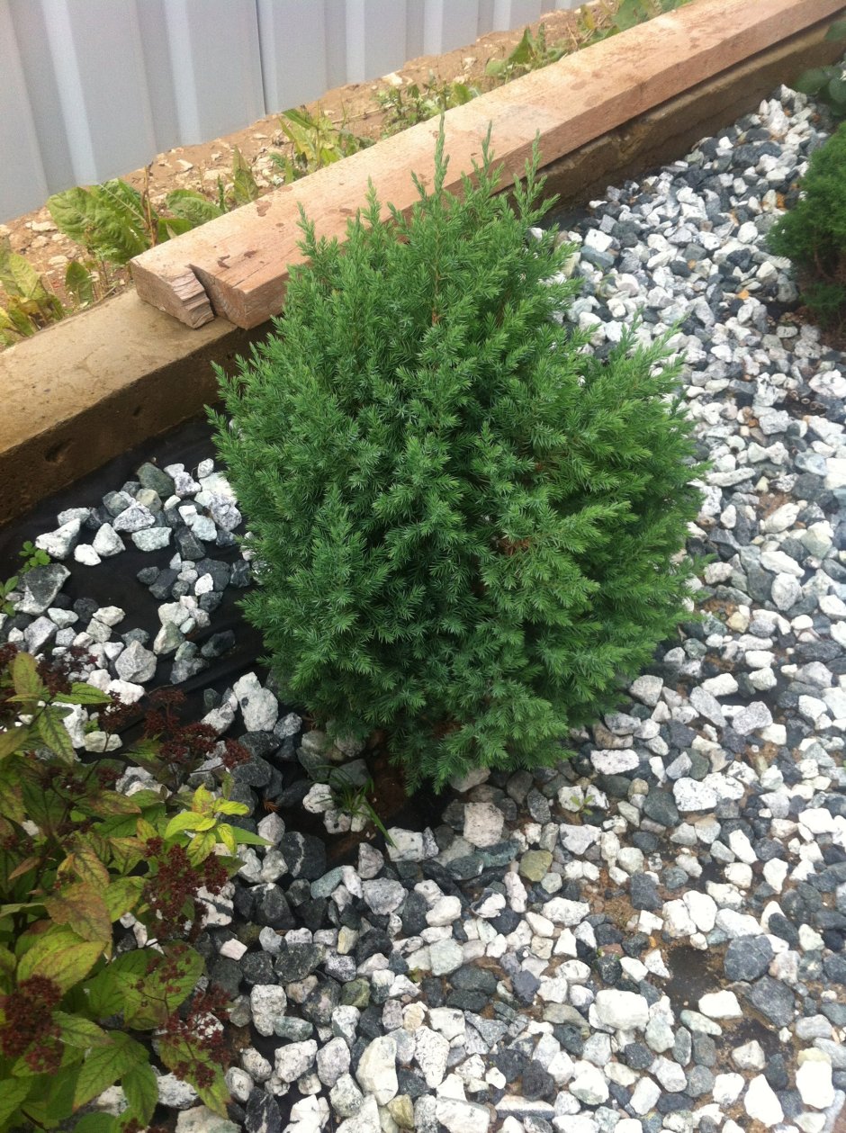 Можжевельник китайский Стрикта в ландшафтном