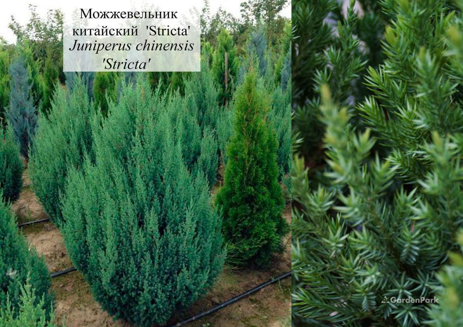 Можжевельник китайский Стрикта (р9)