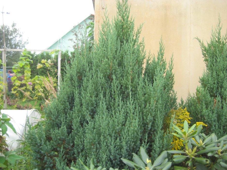 Можжевельник скальный Эрроу Вариегата