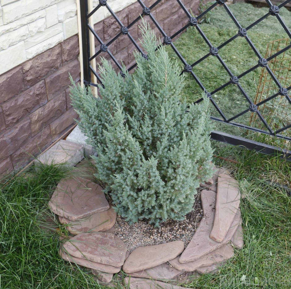 Можжевельник китайский Стрикта