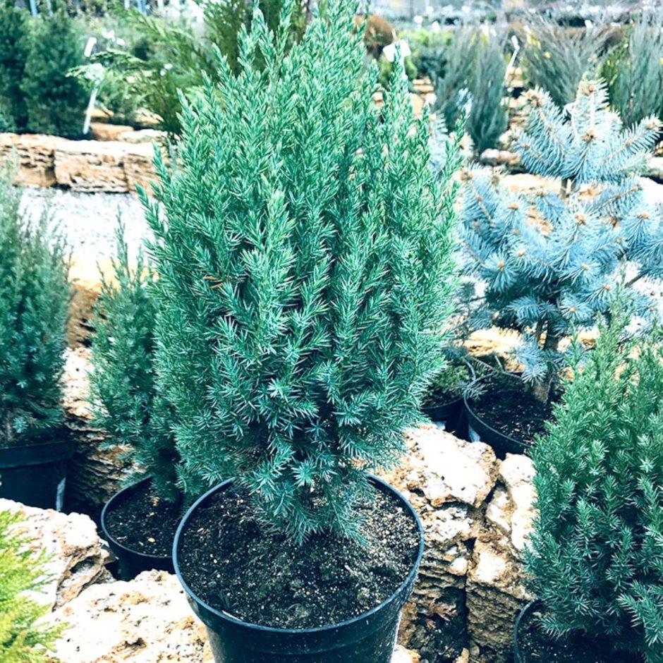 Можжевельник скальный Блю айвори