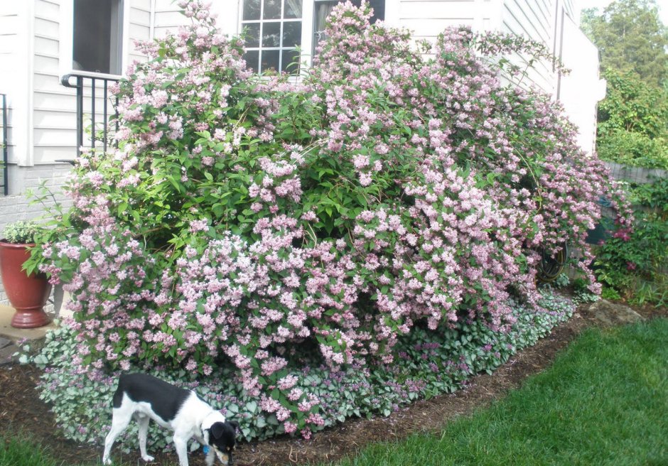 Дейция Строуберри Филд