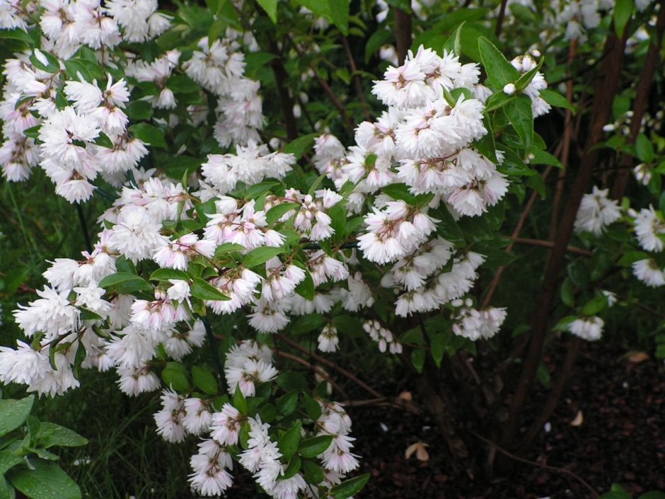 Дейция кандида