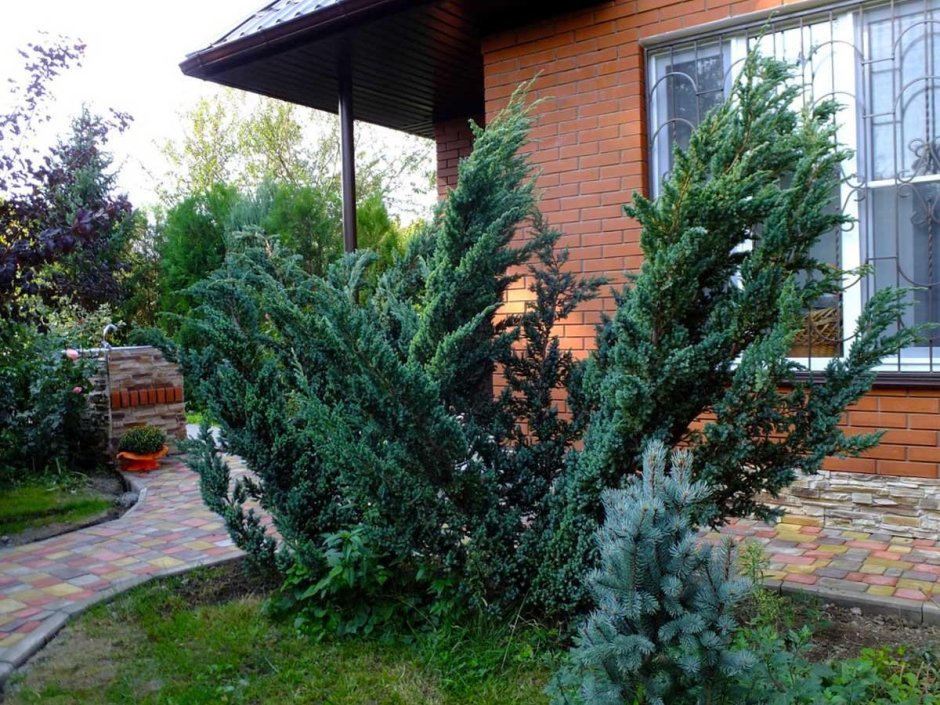 Можжевельник Блю Мейери