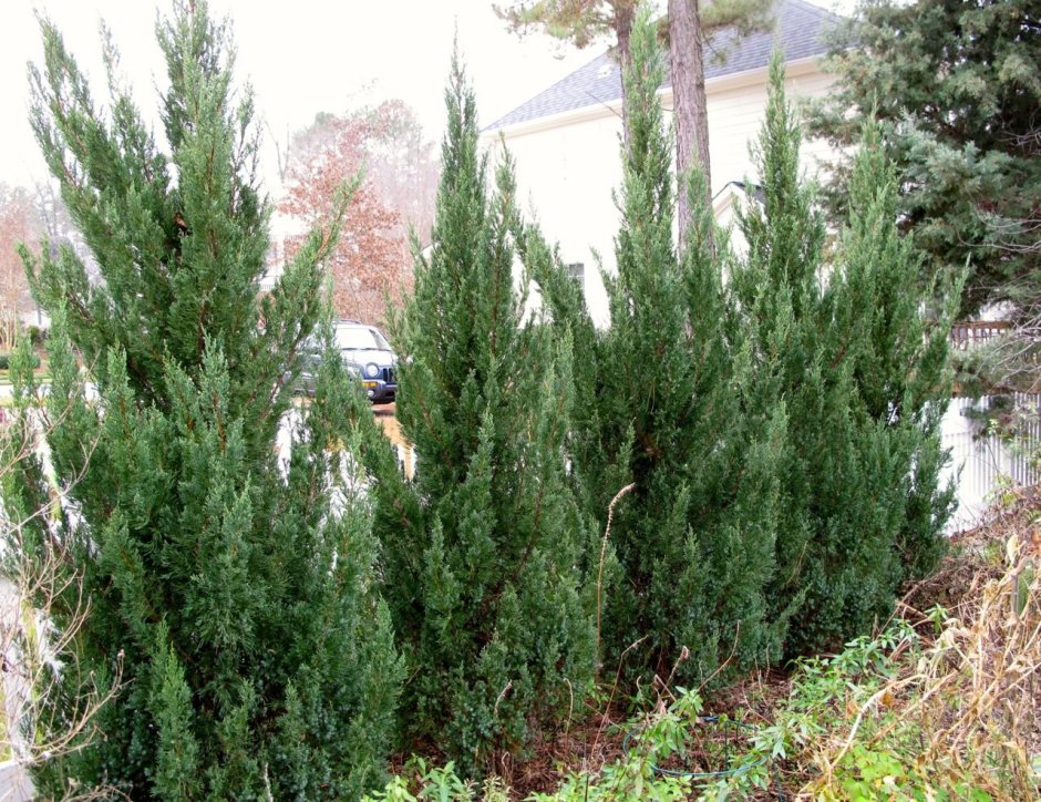 Можжевельник скальный Спартан