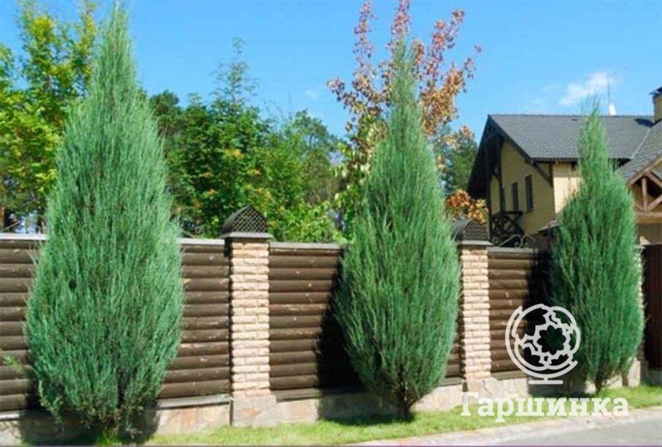 Можжевельник Скай Роккет