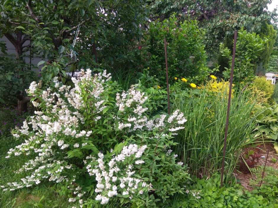 Дейция пурпурная (Deutzia) 'Kalmiiflora'