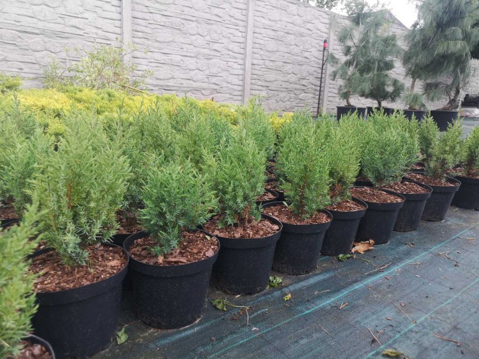 Можжевельник скальный Стрикта