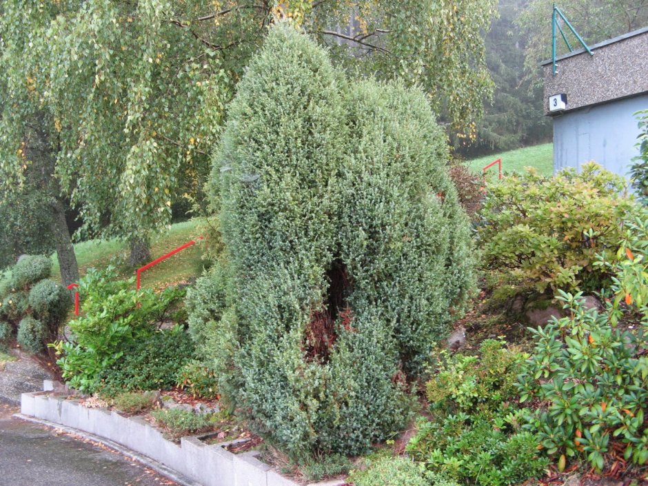 Можжевельник китайский Стрикта