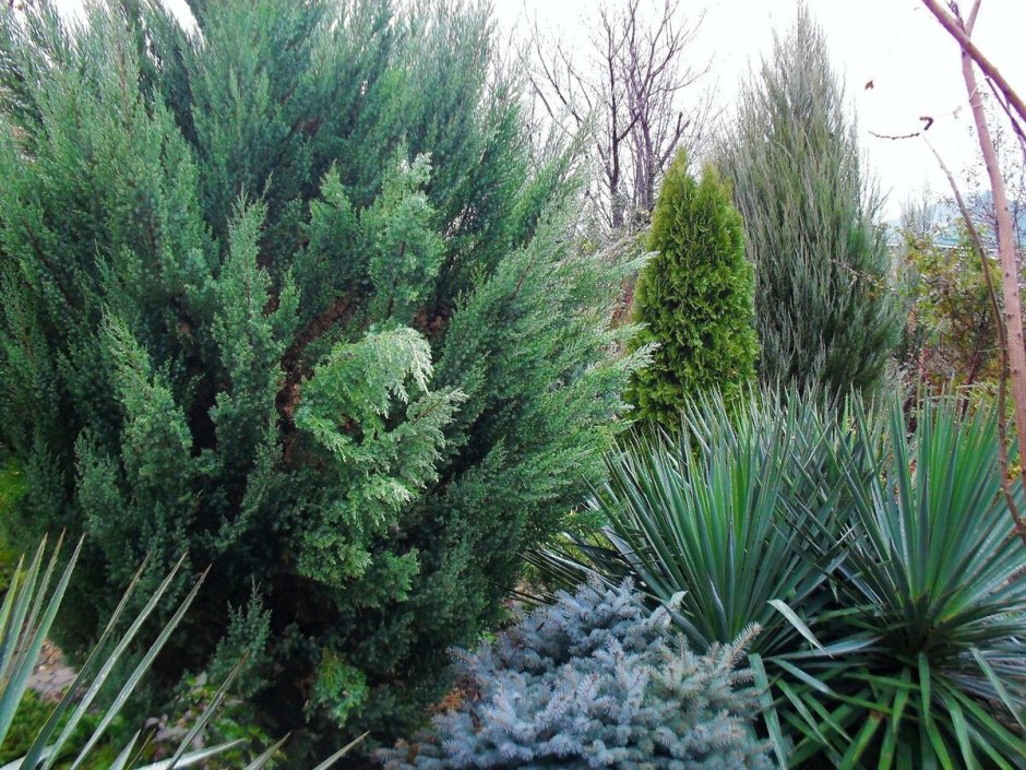 Можжевельник китайский Стрикта стрижка