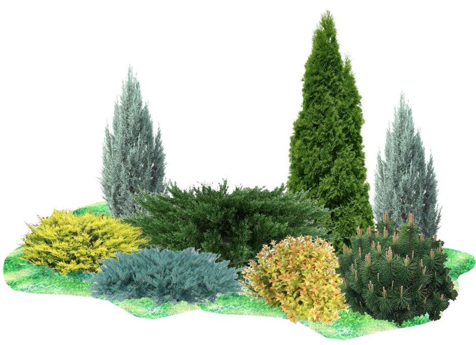 Туя Смарагд можжевельник Блю