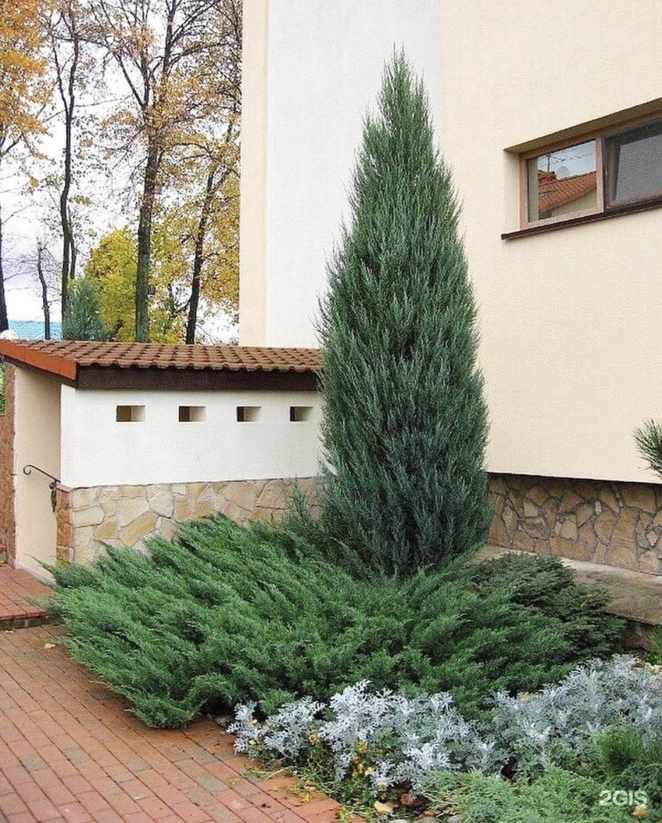 Можжевельник казацкий Скайрокет