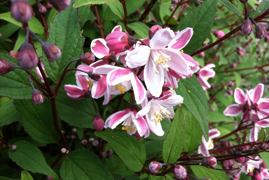 Дейция гибридная Строуберри Филдс