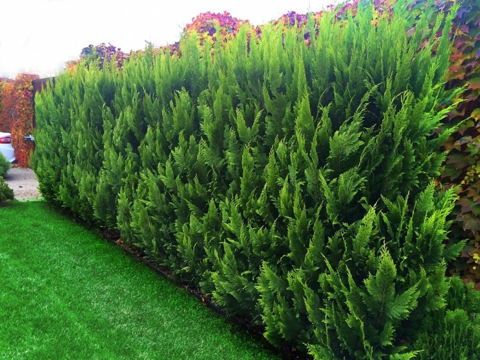 Кипарисовик Лавсона Живая изгородь