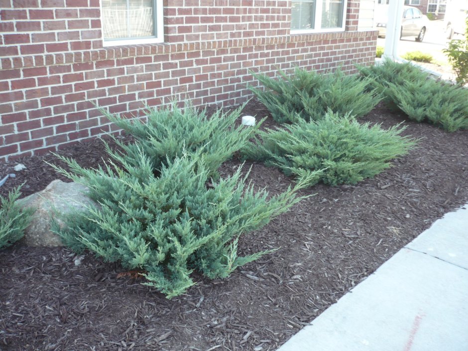 Можжевельник горизонтальный Хьюз