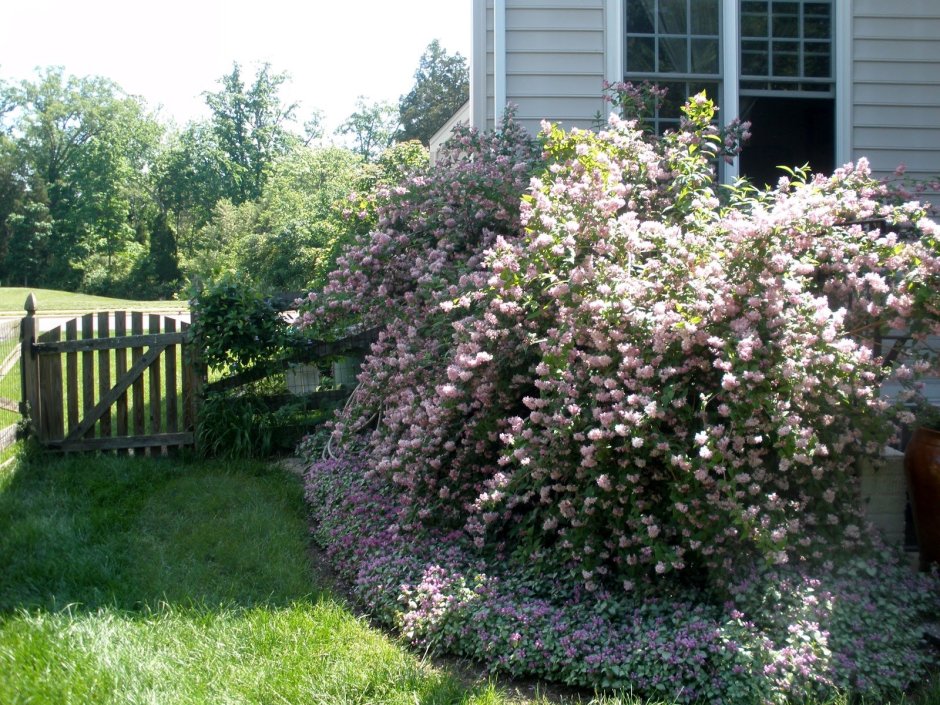 Дейция гибридная монт Роуз