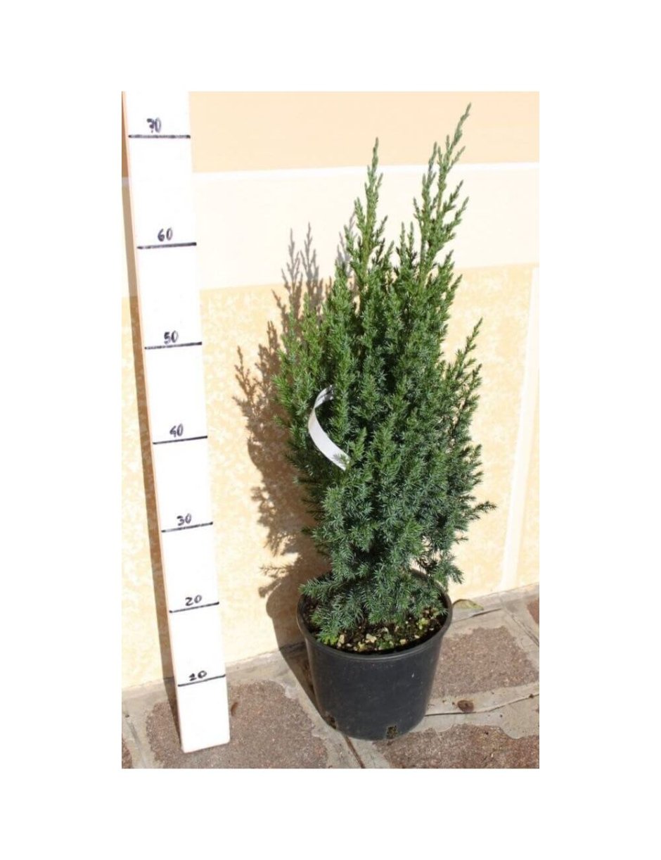 Можжевельник обыкновенный Стрикта