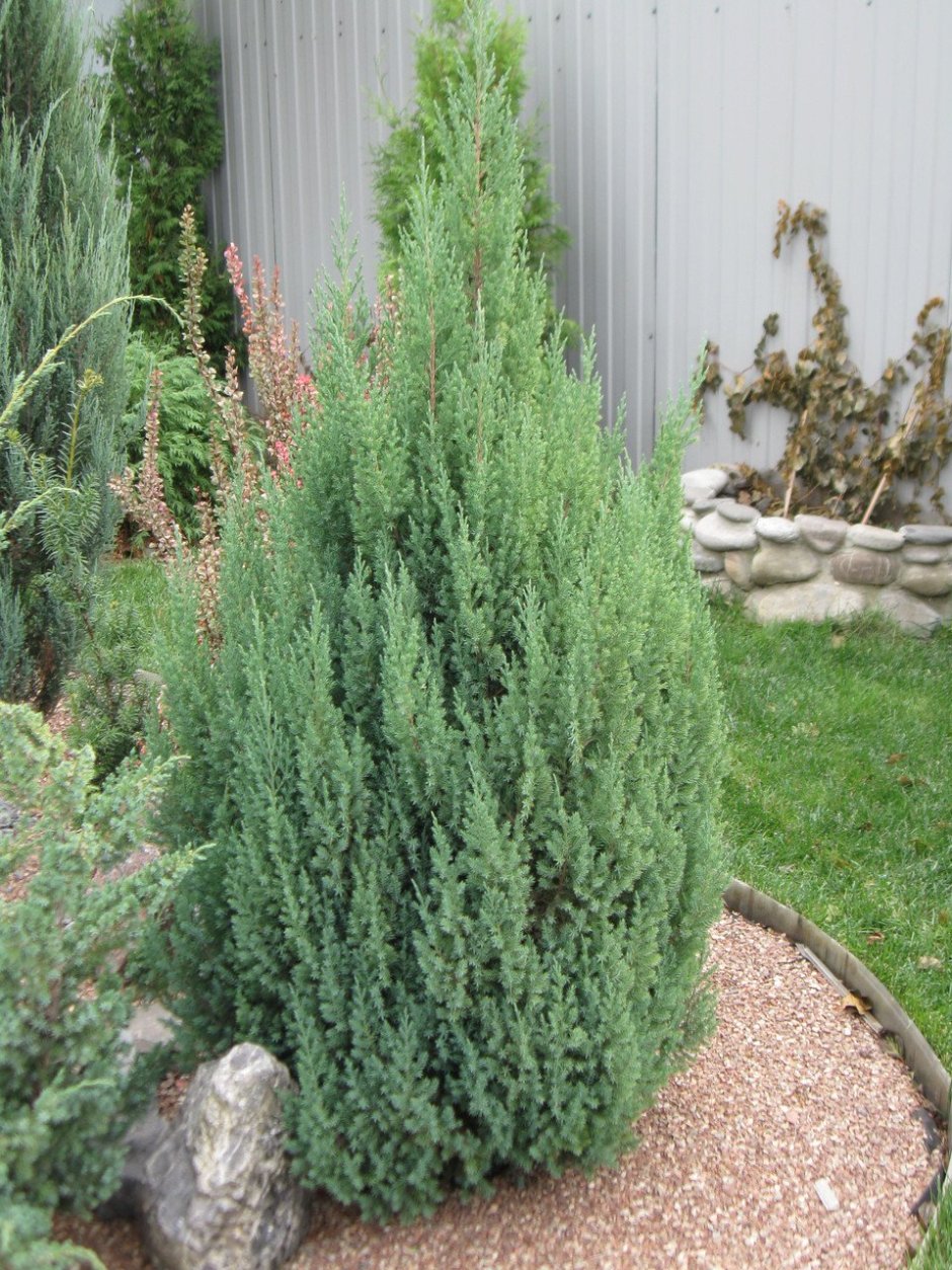 Можжевельник Стрикта