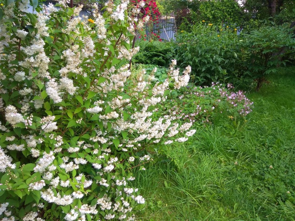 Дейция шершавая куст