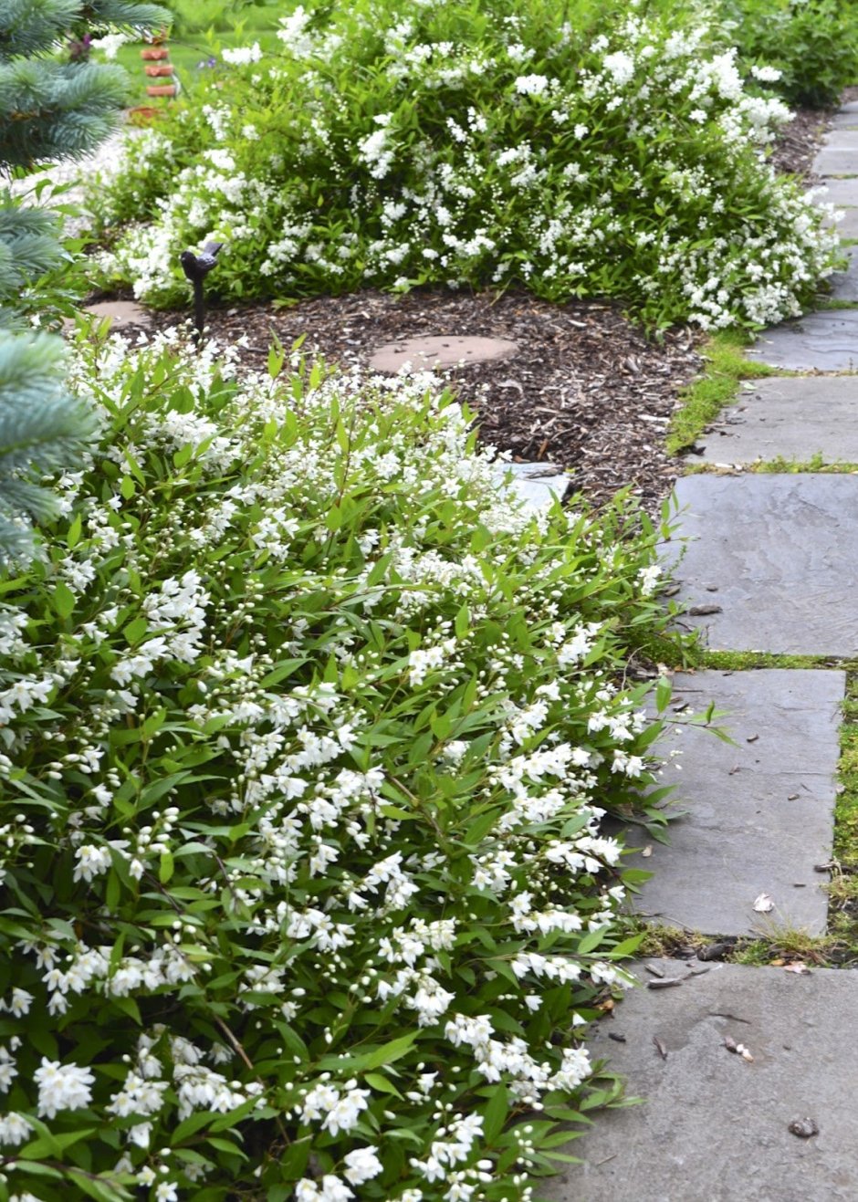 Дейция зона зимостойкости