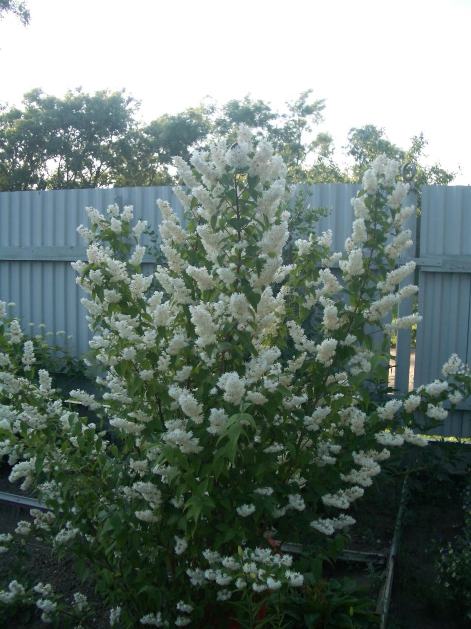 Дейция бульденеж