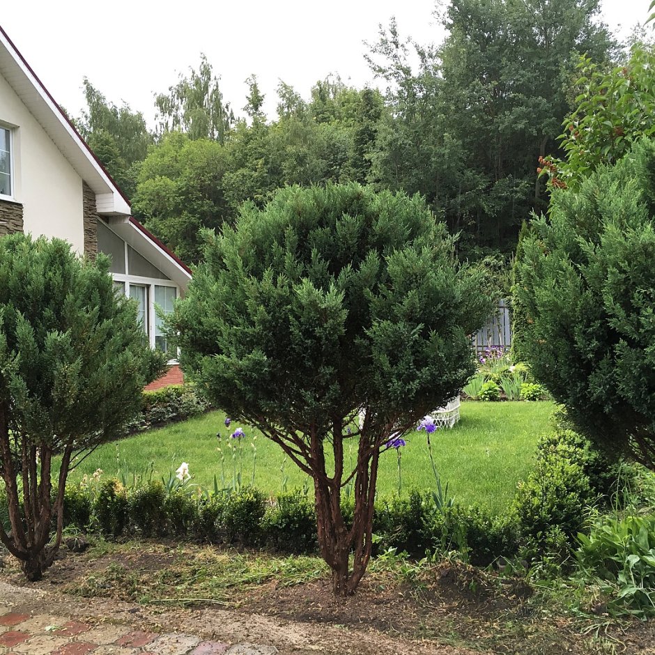 Обрезка китайского можжевельника