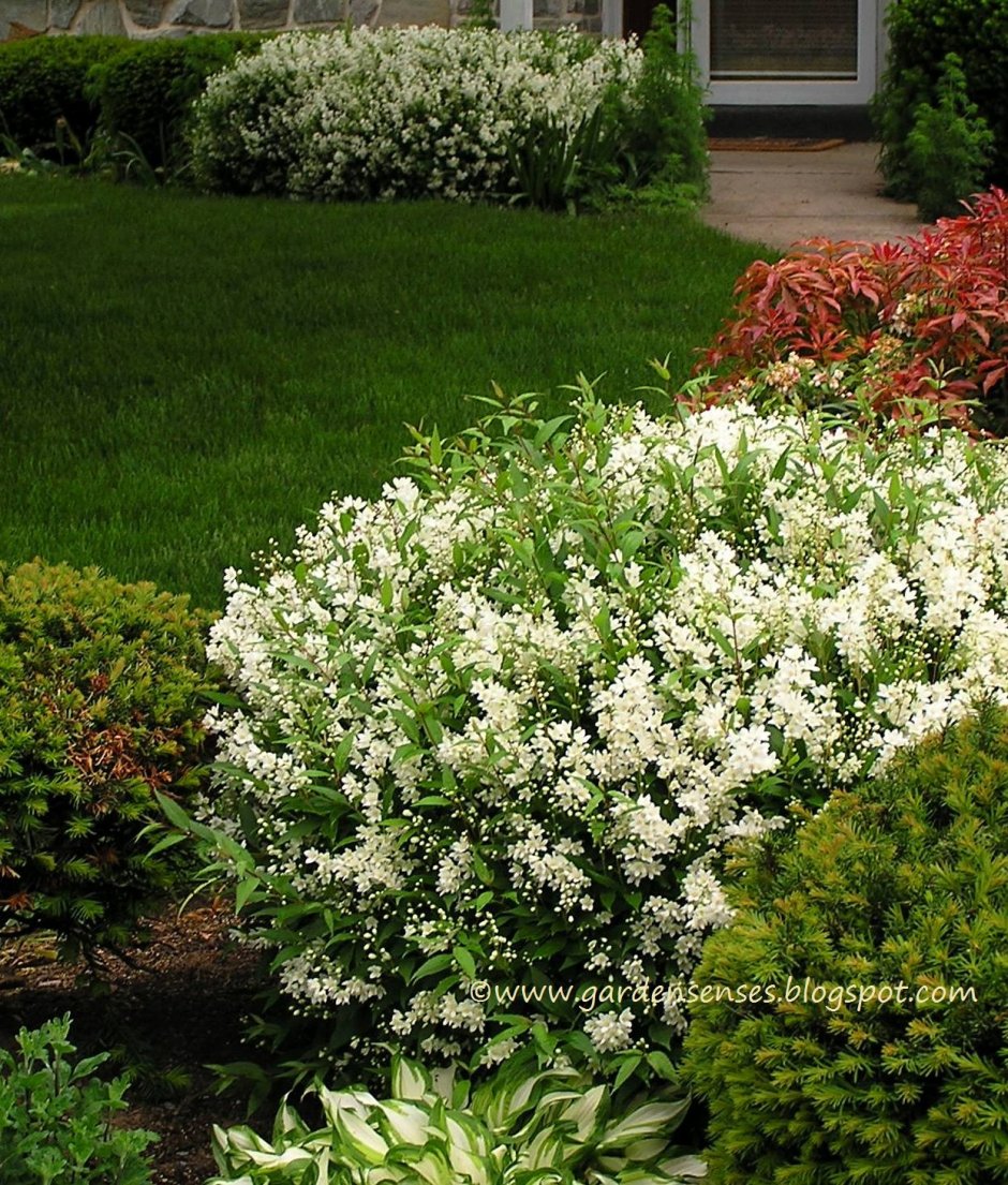 Вейгела дейция