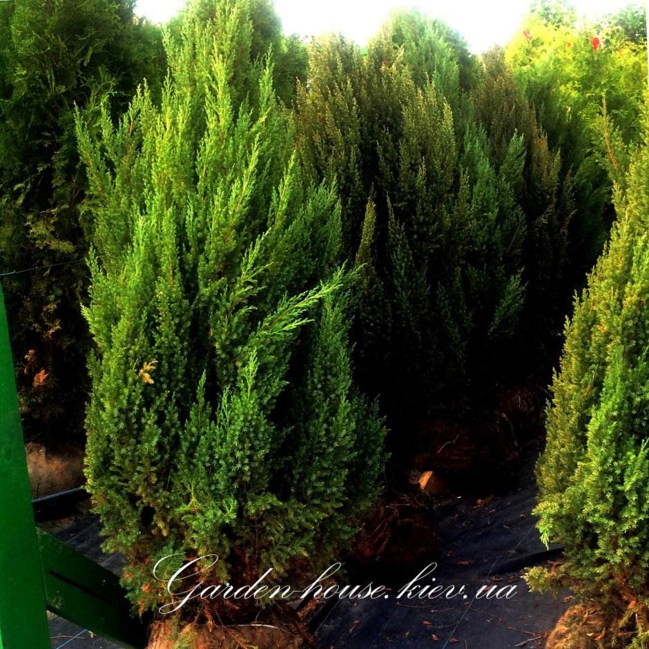 Туя Стрикта