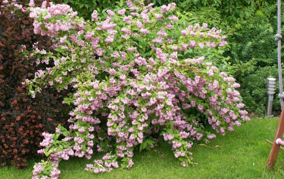 Дейция Строуберри Филдс