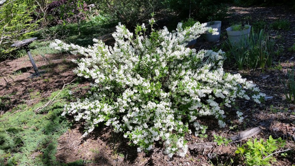 Дейция Вариегата