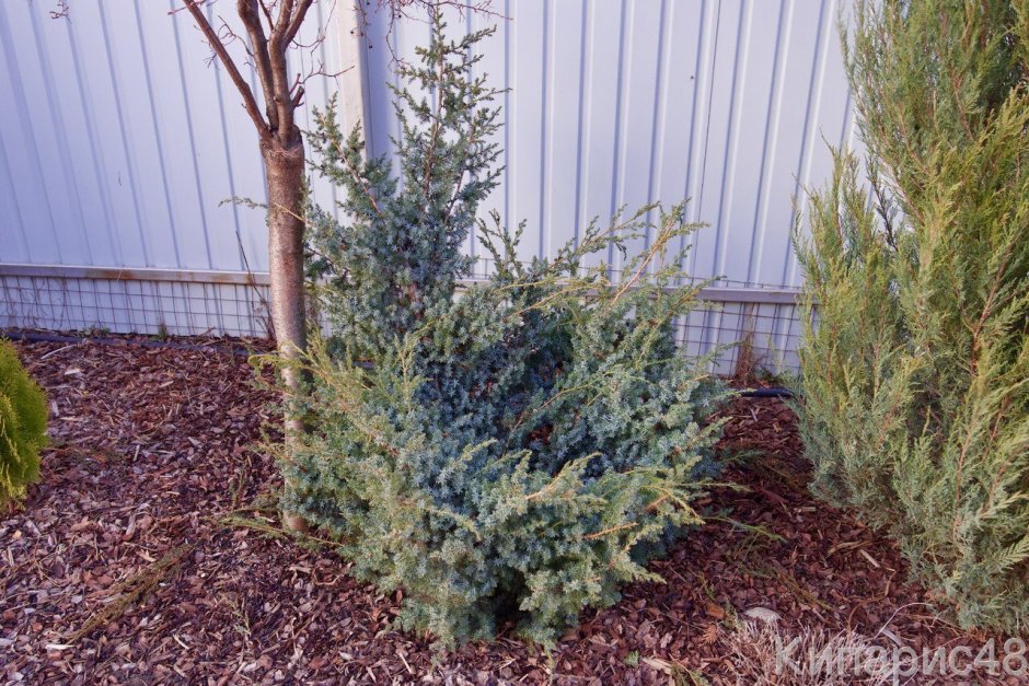 Можжевельник Блю Альпс
