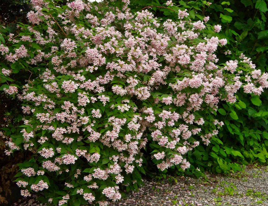 Кольквиция (Kolkwitzia amabilis)