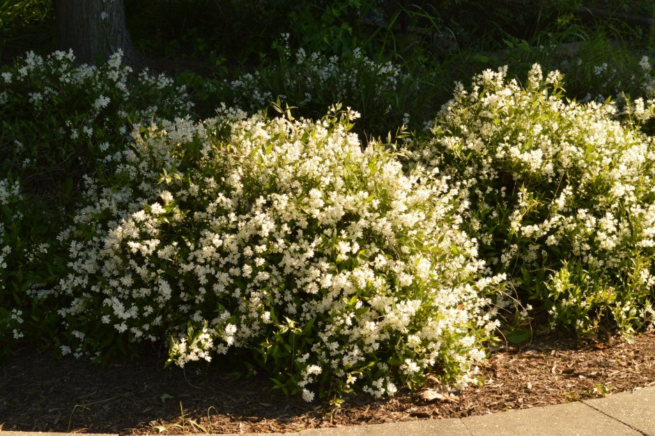 Deutzia gracilis Nikko