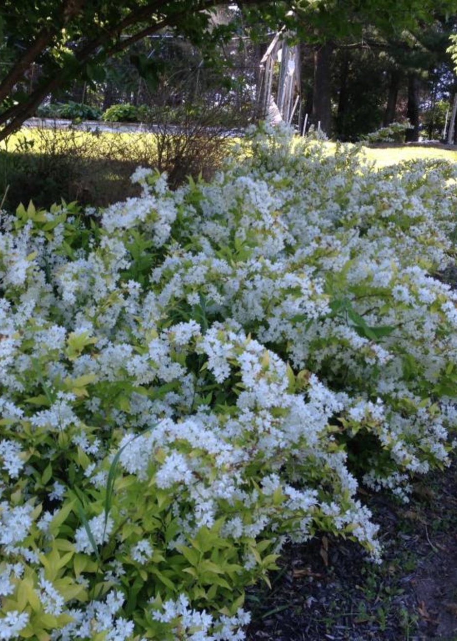Дейция почвопокровная