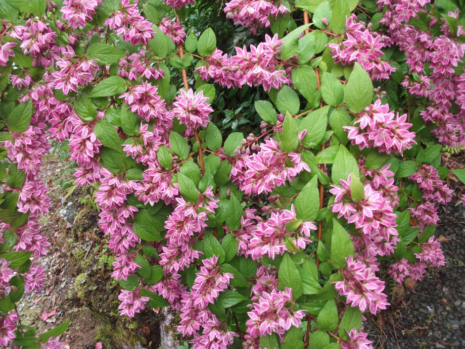 Дейция Строуберри Филдс