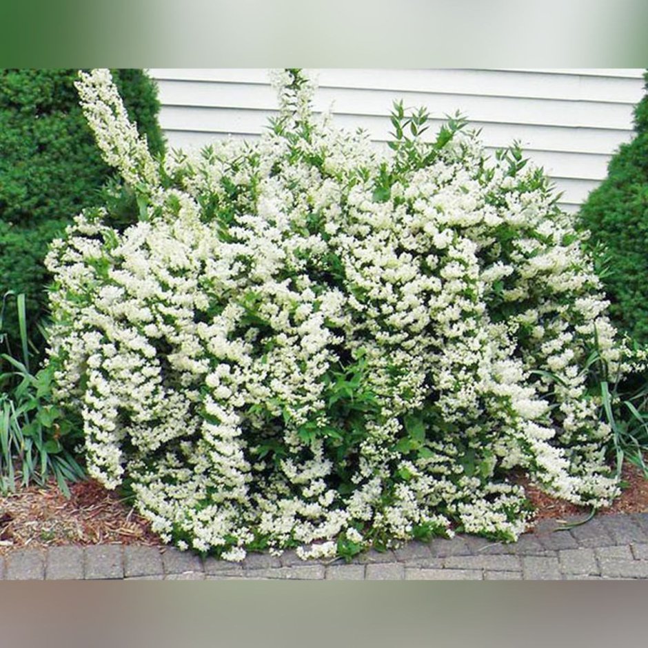 Кустарник дейция белая