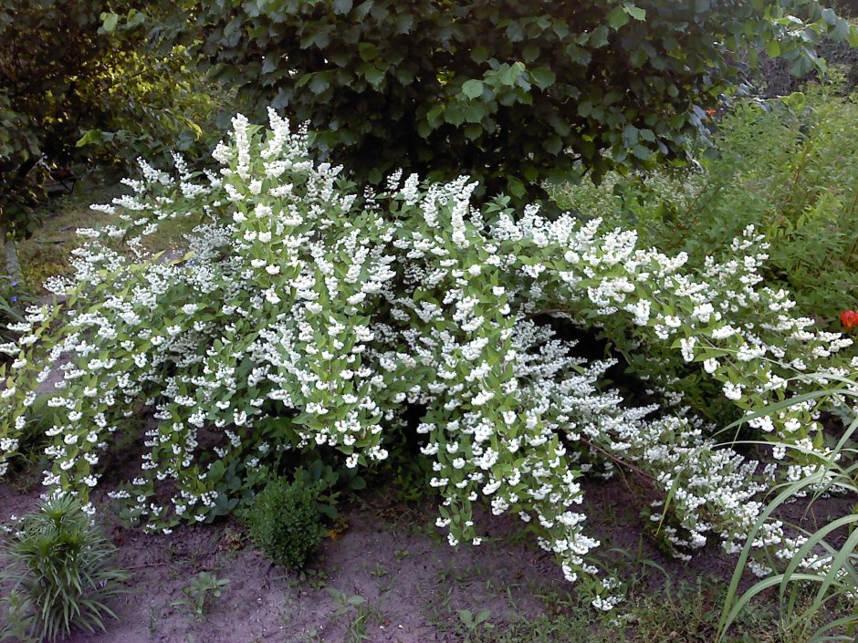 Дейция изящная Вариегата