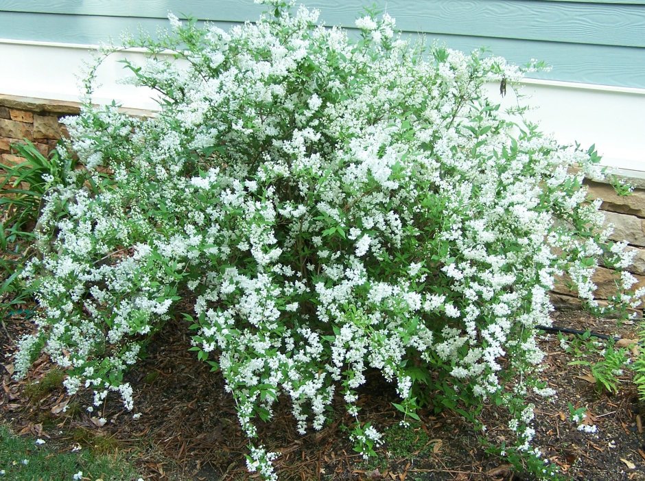 Дейция Никко