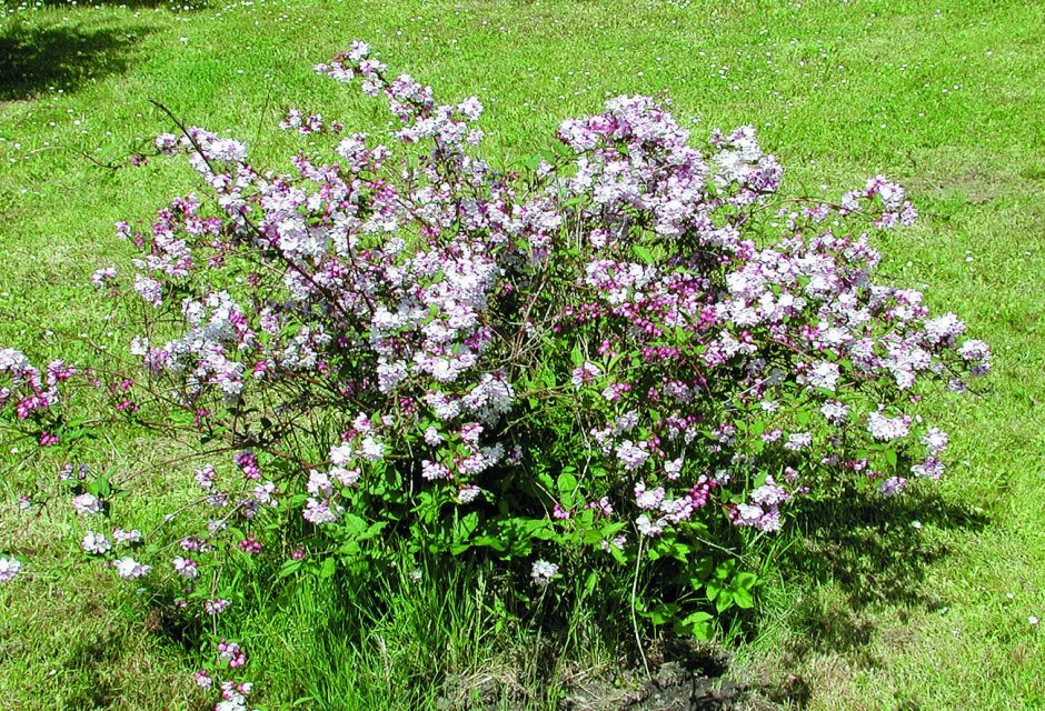 Дейция кальмифлора