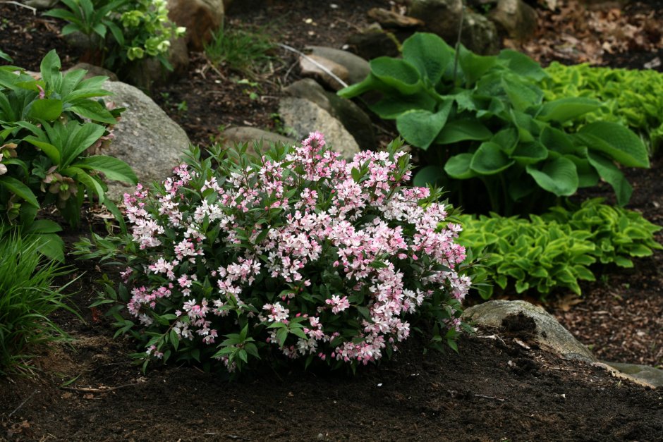 Дейция черри блоссом