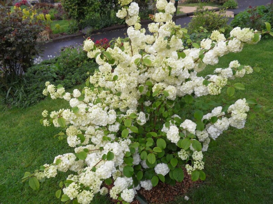 Дайцена куст