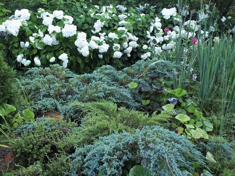 Клумба с гортензией, спиреей и хвойными