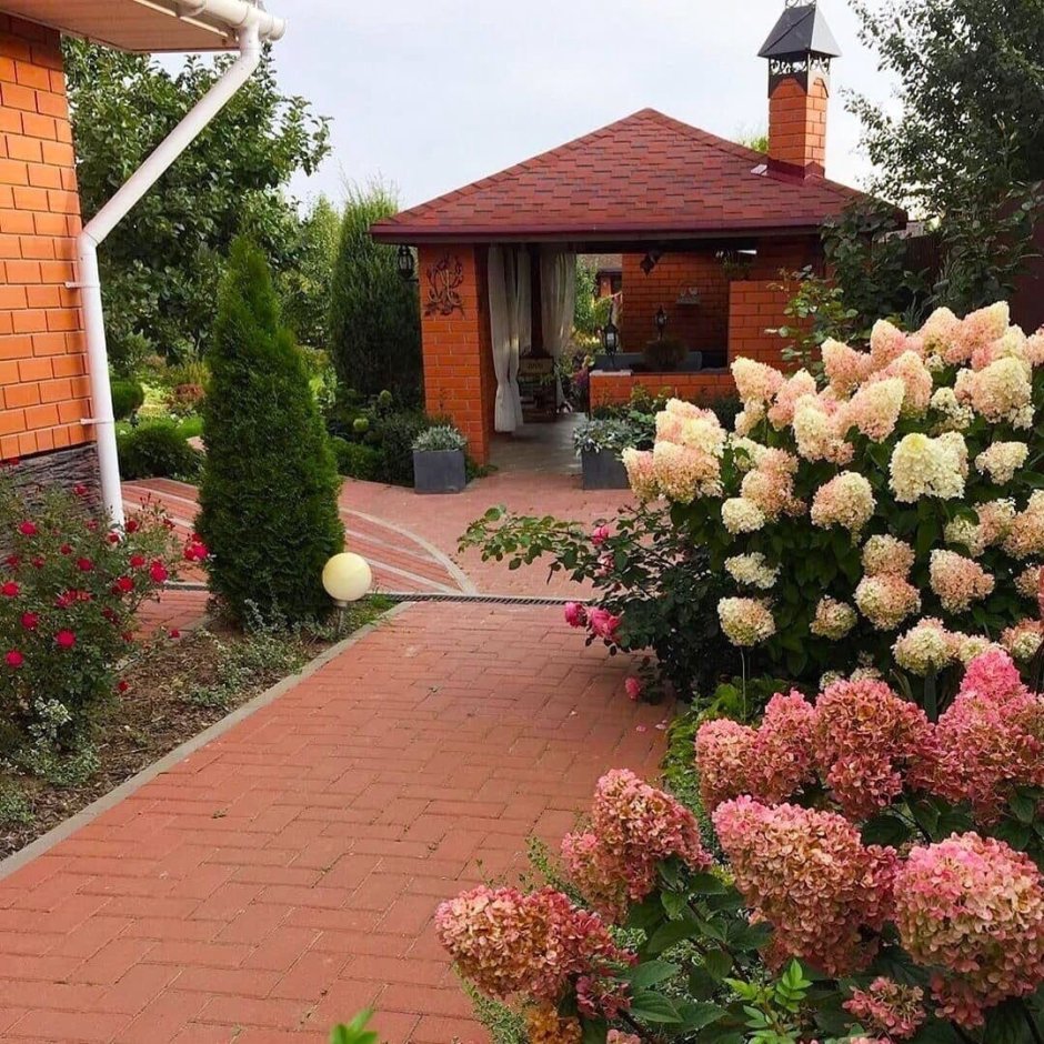 Гортензия метельчатая Westerland