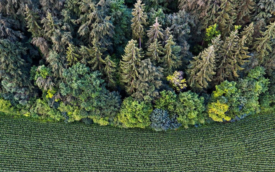 Поле вид сверху